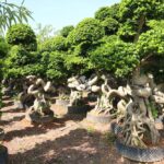 2.5m Tree Shaped Strange Root Banyan Tree (1)
