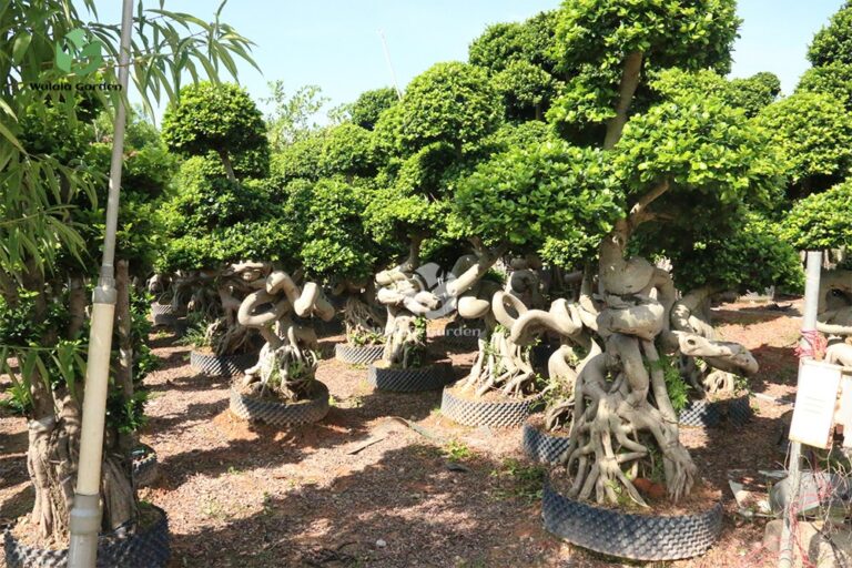 2.5m Tree Shaped Strange Root Banyan Tree (1)