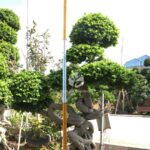 2.5m Tree Shaped Strange Root Banyan Tree (3)