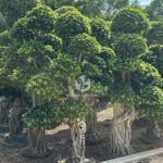 2.5mbanyan Tree Hugging A Stone (1)