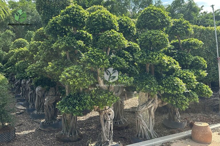 2.5mbanyan Tree Hugging A Stone (1)