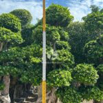 2.5mbanyan Tree Hugging A Stone (2)