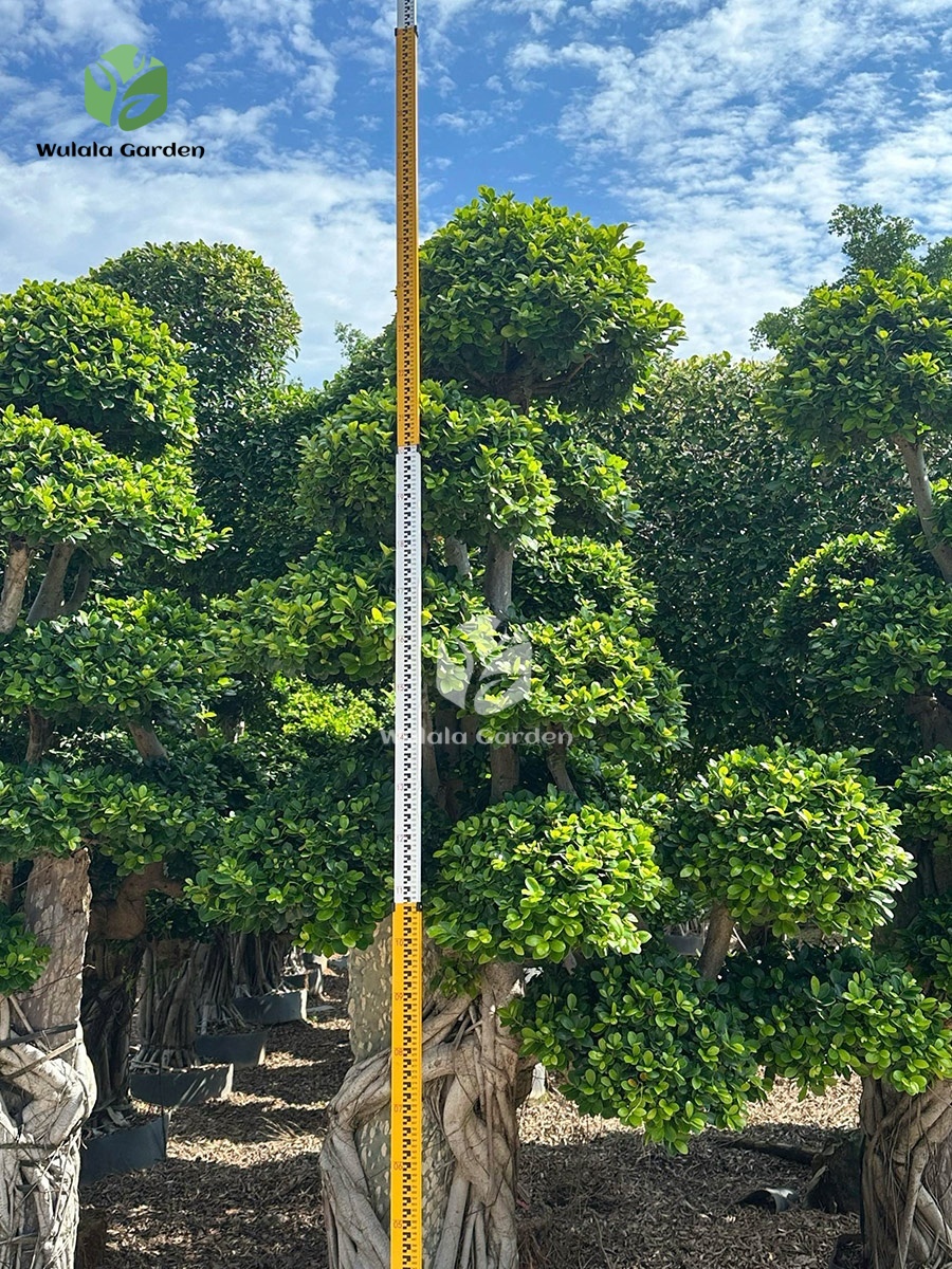 2.5mbanyan Tree Hugging A Stone (2)