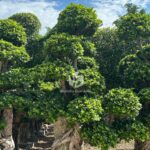 2.5mbanyan Tree Hugging A Stone (3)