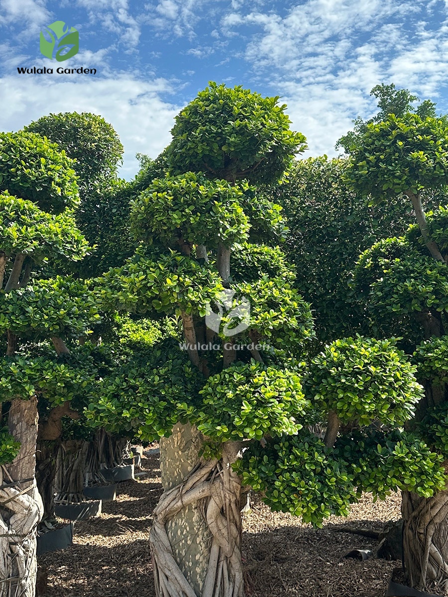 2.5mbanyan Tree Hugging A Stone (3)