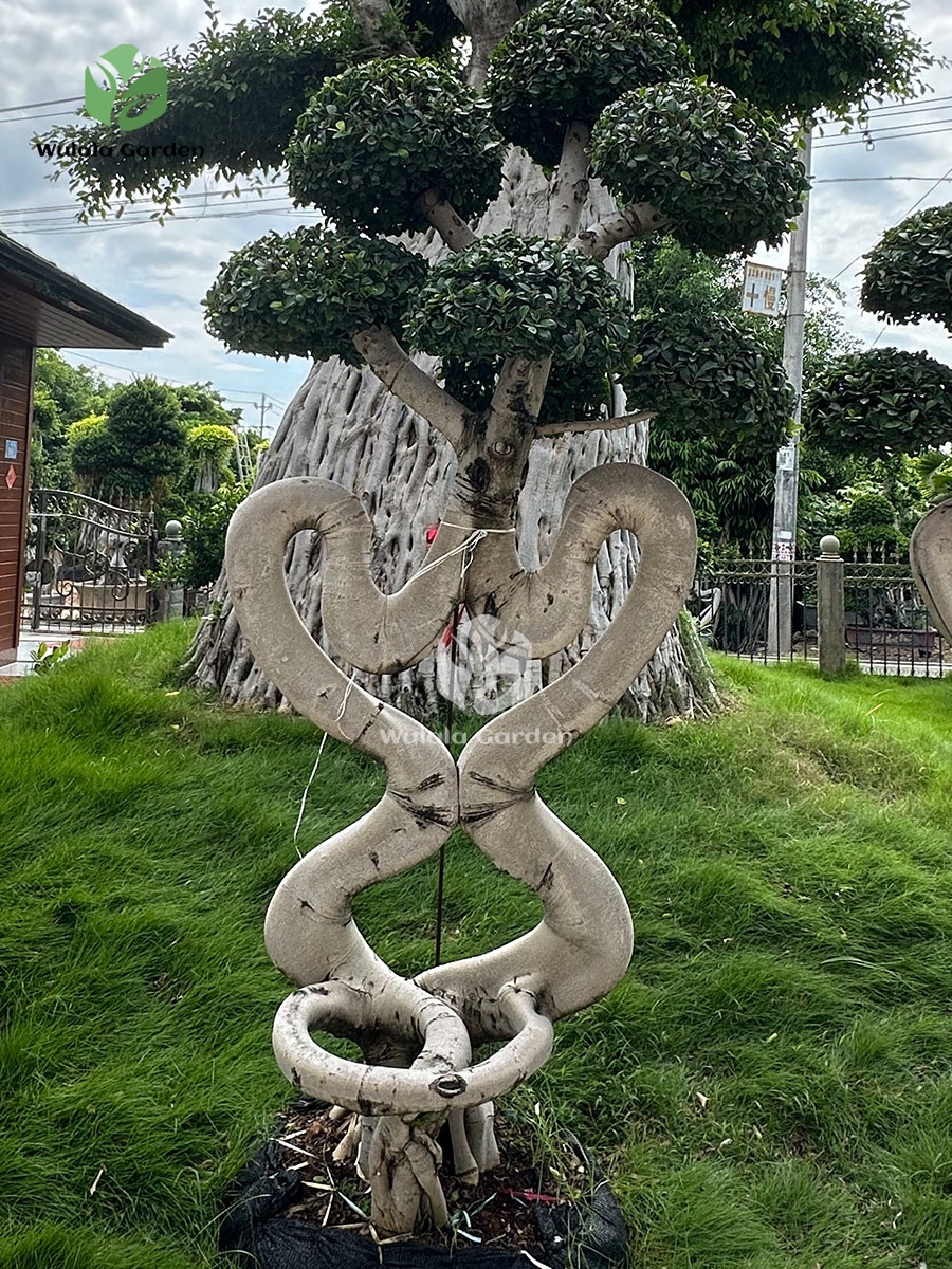 2.8m Chair Style Bonsai Tree (2)