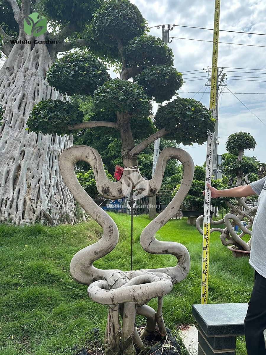 2.8m Chair Style Bonsai Tree (3)