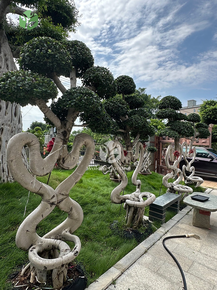 2.8m Chair Style Bonsai Tree (4)