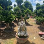 2.8m Chair Style Bonsai Tree (5)