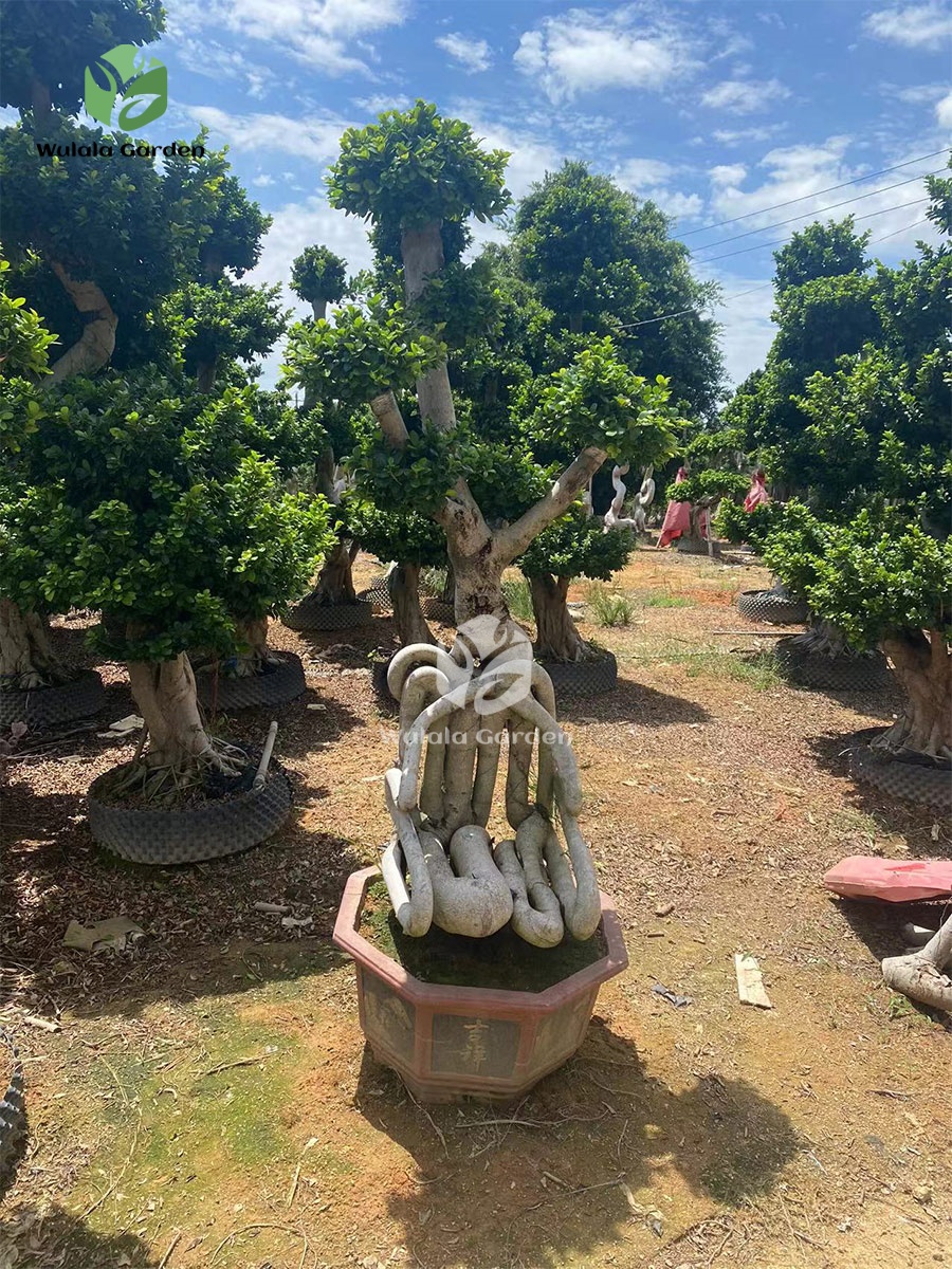 2.8m Chair Style Bonsai Tree (5)