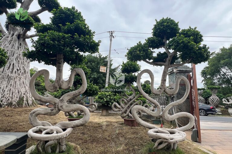 2.8m Chair Style Bonsai Tree