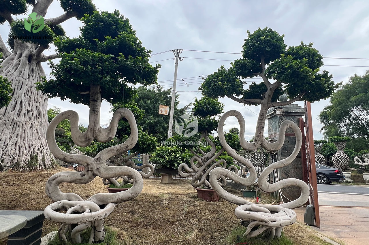 2.8m Chair Style Bonsai Tree