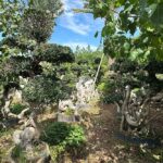 2.8m Map Shape Strange Root Banyan Tree (1)