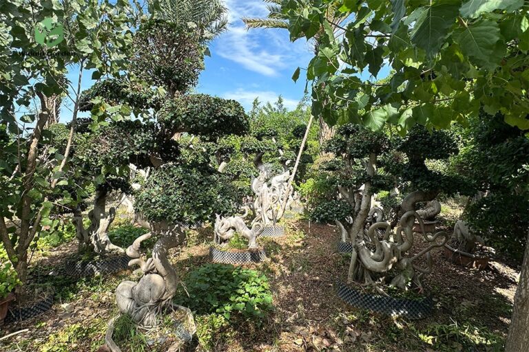 2.8m Map Shape Strange Root Banyan Tree (1)