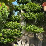 2.8m Map Shape Strange Root Banyan Tree (2)