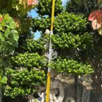 2.8m Map Shape Strange Root Banyan Tree (3)