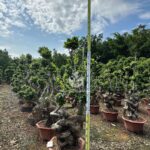 2m Double Row Strange Root Banyan Tree (3)