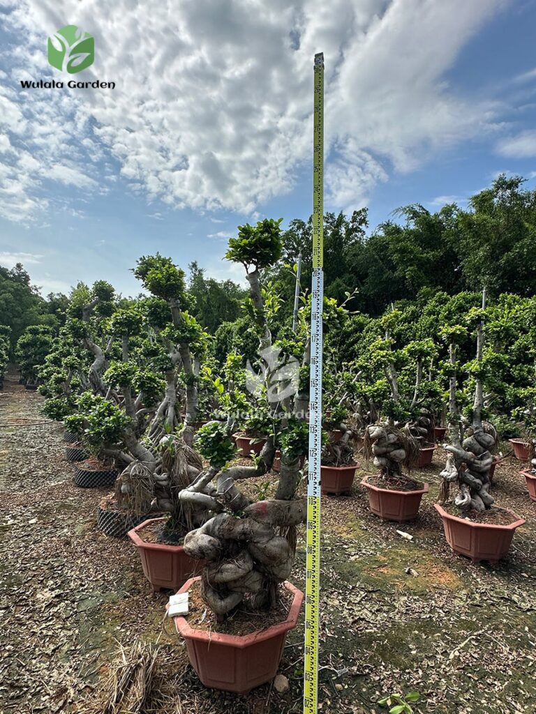 2m Double Row Strange Root Banyan Tree (3)