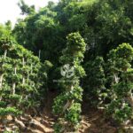 2m S Shape Ficus Microcarpa (1)