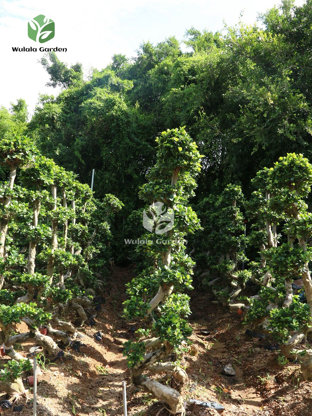 2m S Shape Ficus Microcarpa (1)