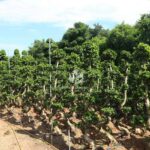 2m S Shape Ficus Microcarpa (2)
