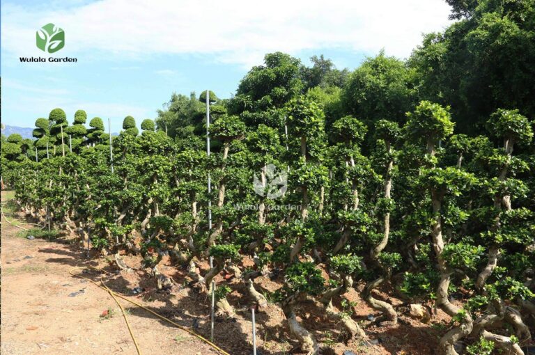 2m S Shape Ficus Microcarpa (2)