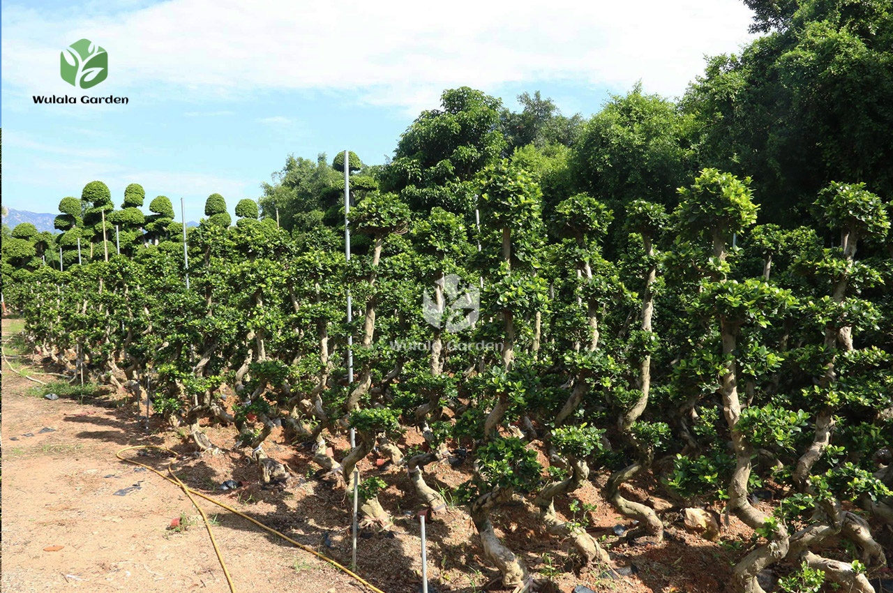2m S Shape Ficus Microcarpa (2) 2m S Shape Ficus Microcarpa (2)