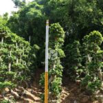 2m S Shape Ficus Microcarpa (3)