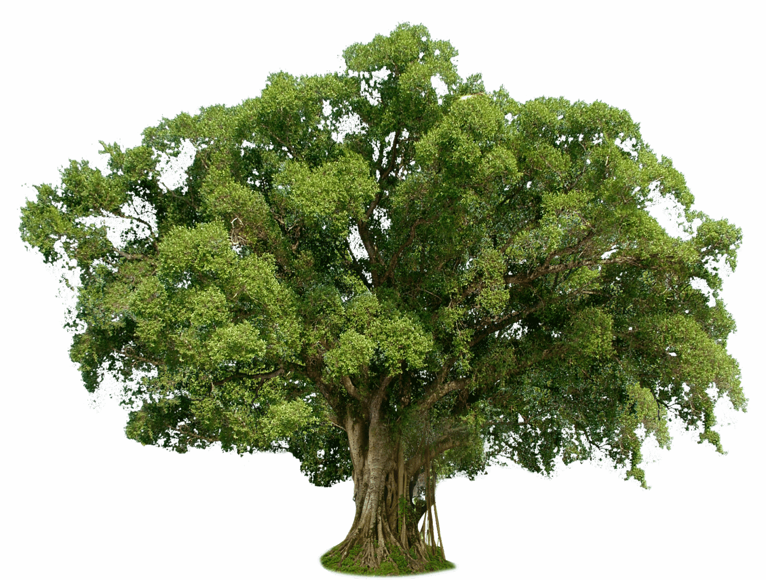 Ficus microcarpa