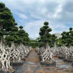 3.5m Net Strange Root Banyan Tree (1)