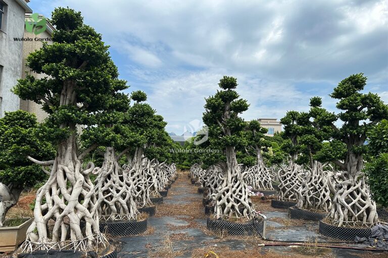 3.5m Net Strange Root Banyan Tree (1)