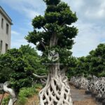 3.5m Net Strange Root Banyan Tree (2)