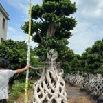 3.5m Net Strange Root Banyan Tree (3)