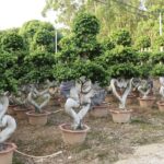 3m Heart Shaped Ficus Microcarpa Bonsai