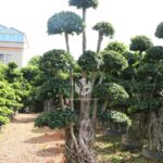 3m Nan'an Root Banyan Tree (1) (1)