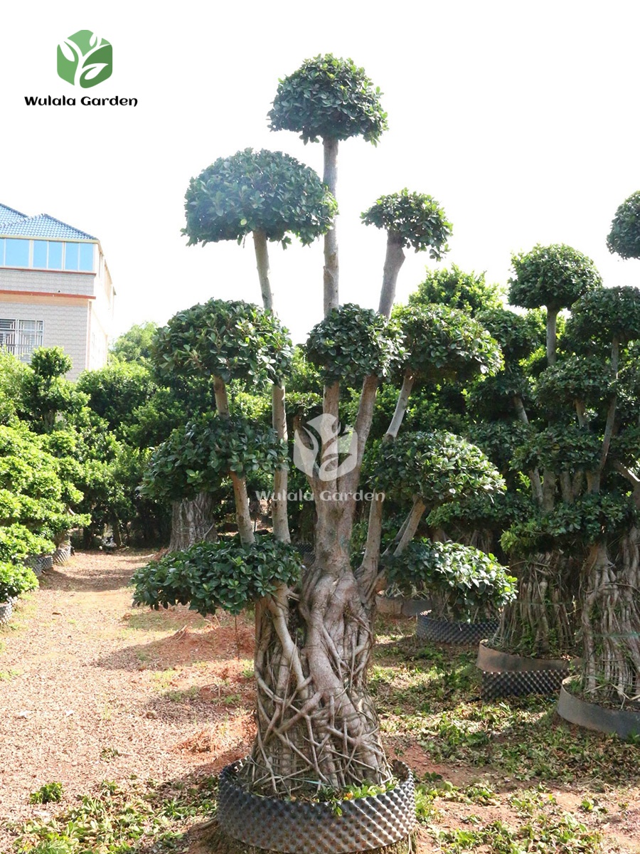 3m Nan'an Root Banyan Tree (1) (1)
