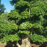 3m Nan'an Root Banyan Tree (2) (1)