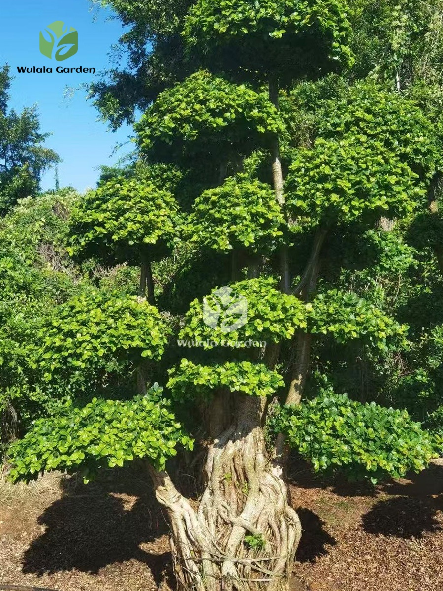 3m Nan'an Root Banyan Tree (2) (1)