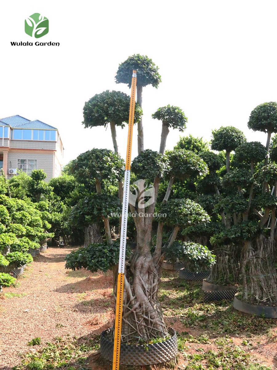3m Nan'an Root Banyan Tree (3) (1)