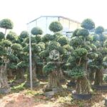 3m Nan'an Root Banyan Tree (4)