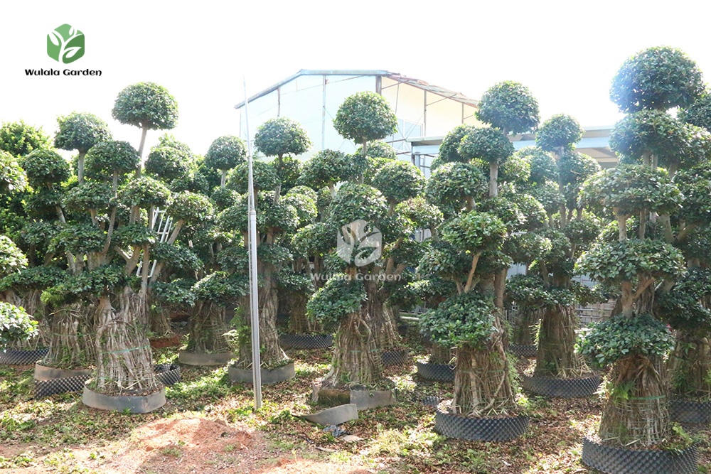 3m Nan'an Root Banyan Tree (4) 3m Nan'an Root Banyan Tree (4)