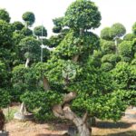 3m S Shape Ficus Microcarpa (1)