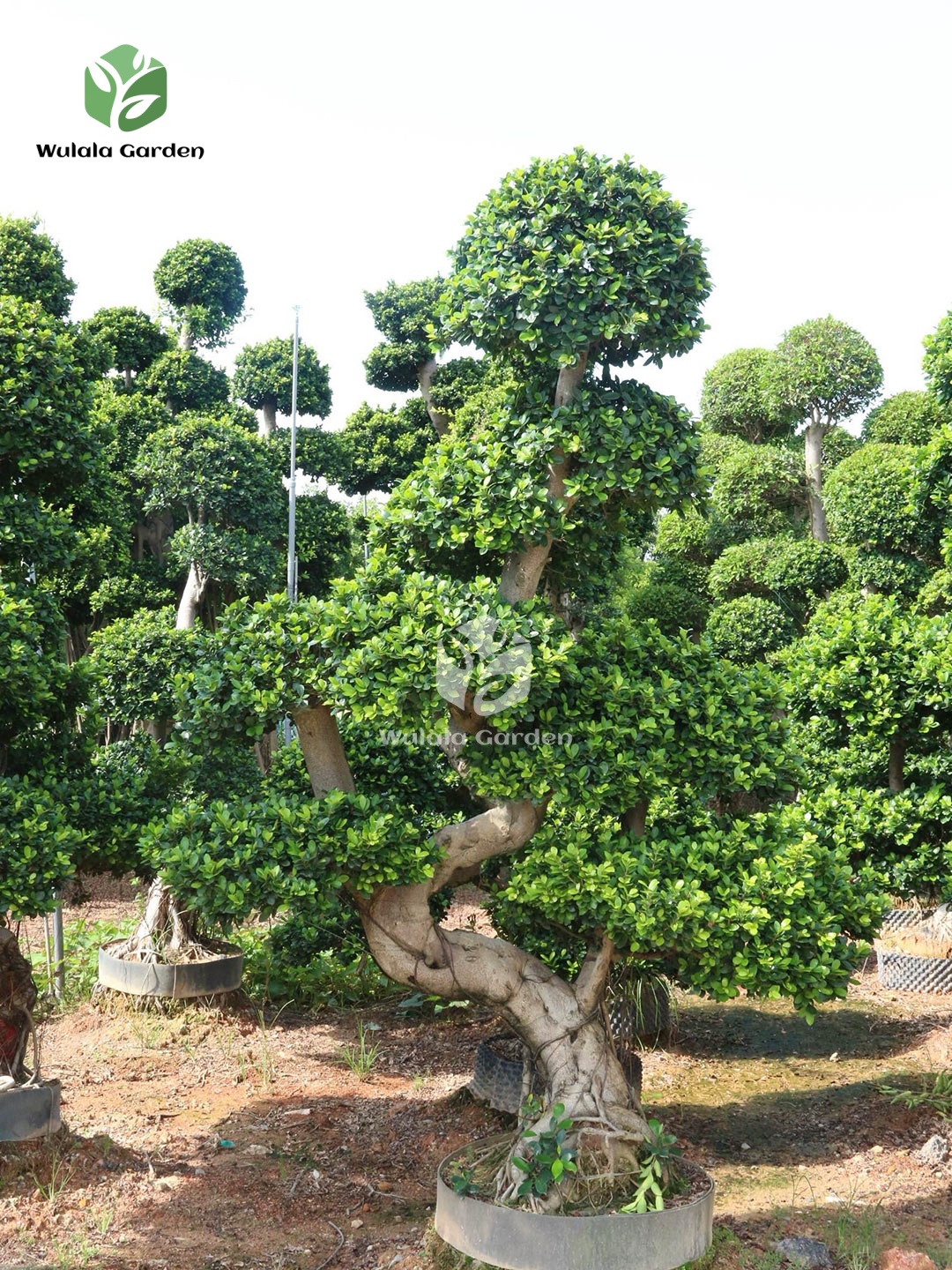 3m S Shape Ficus Microcarpa (1)