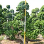 3m S Shape Ficus Microcarpa (2)