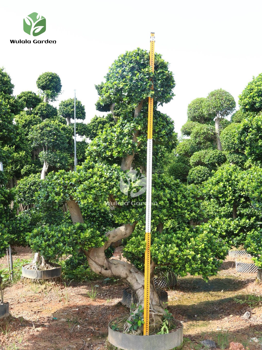 3m S Shape Ficus Microcarpa (2)