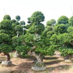 3m S Shape Ficus Microcarpa (3)