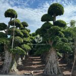 4.5m Aerial Root Ficus Bonsai (1)