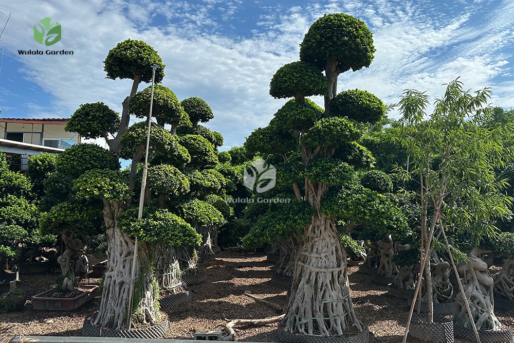 4 4.5m Aerial Root Ficus Bonsai (1)