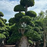 4.5m Aerial Root Ficus Bonsai (2)