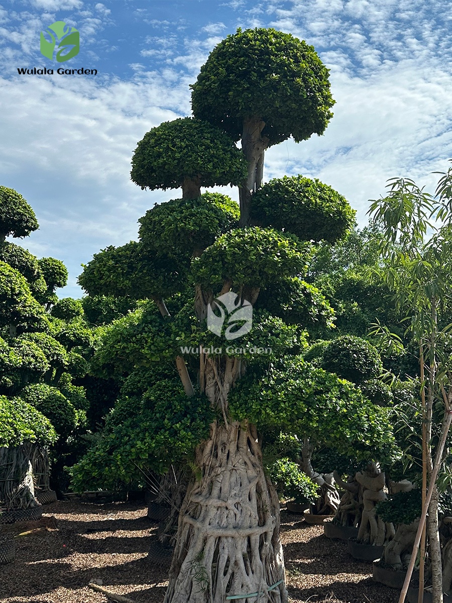 4.5m Aerial Root Ficus Bonsai (2)